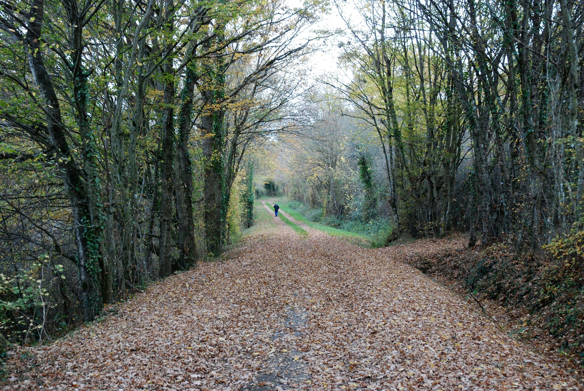 Chemin de bois Touchay